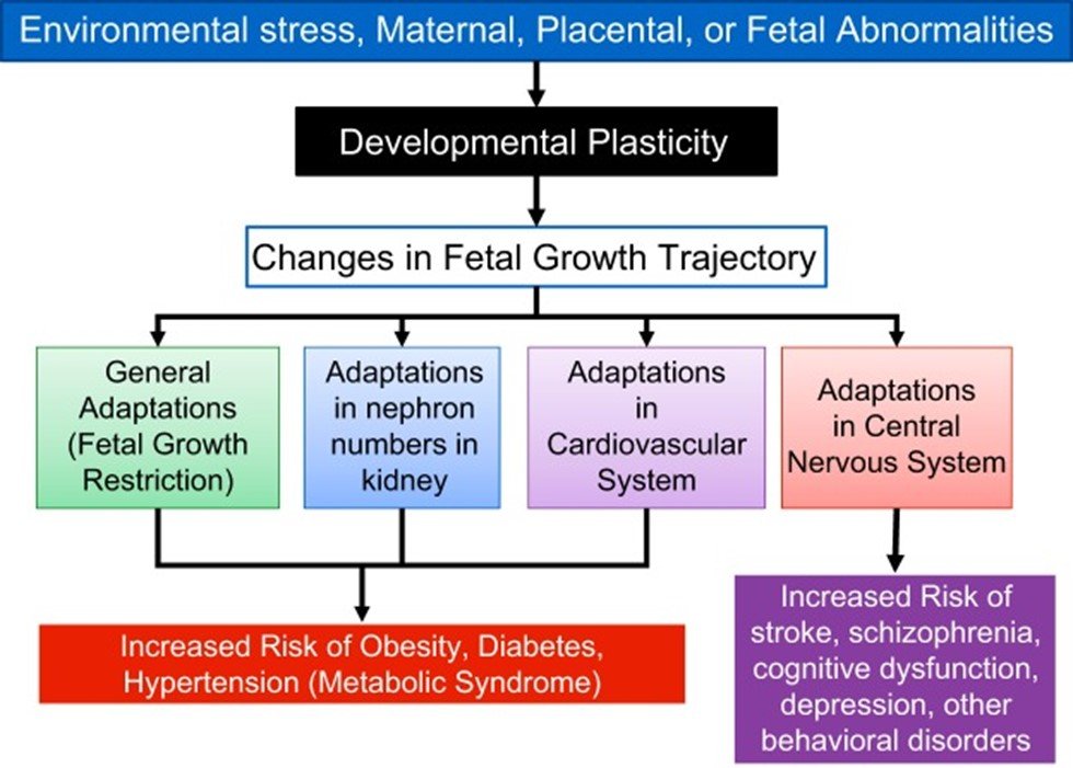 Ilustração da interação de fatores externos na plasticidade do desenvolvimento e dos efeitos posteriores nas adaptações gerais e específicas do sistema no feto em desenvolvimento. Também são mostrados os distúrbios conhecidos associados a tais interações.